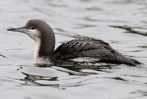 Black-throated Diver