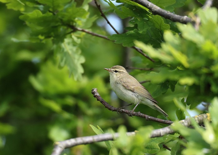 Greenish Warbler