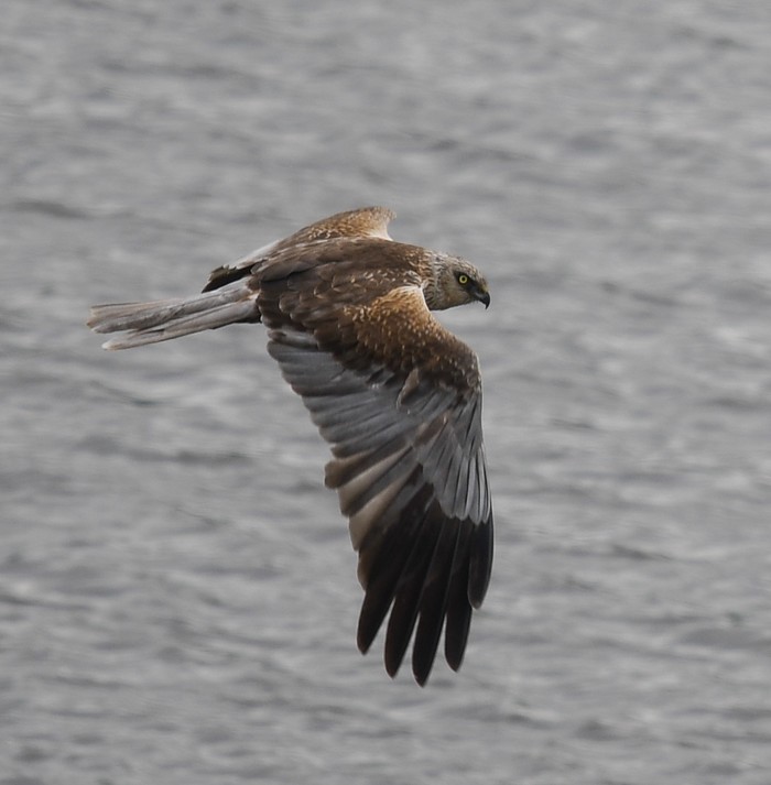 Marsh Harrier