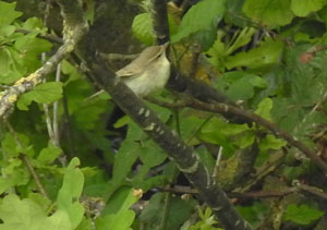 Greenish Warbler