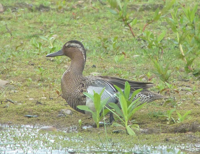 Garganey