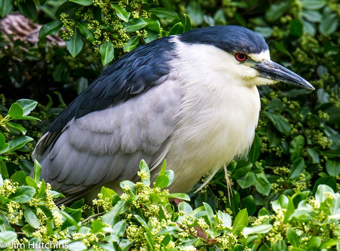 Night Heron