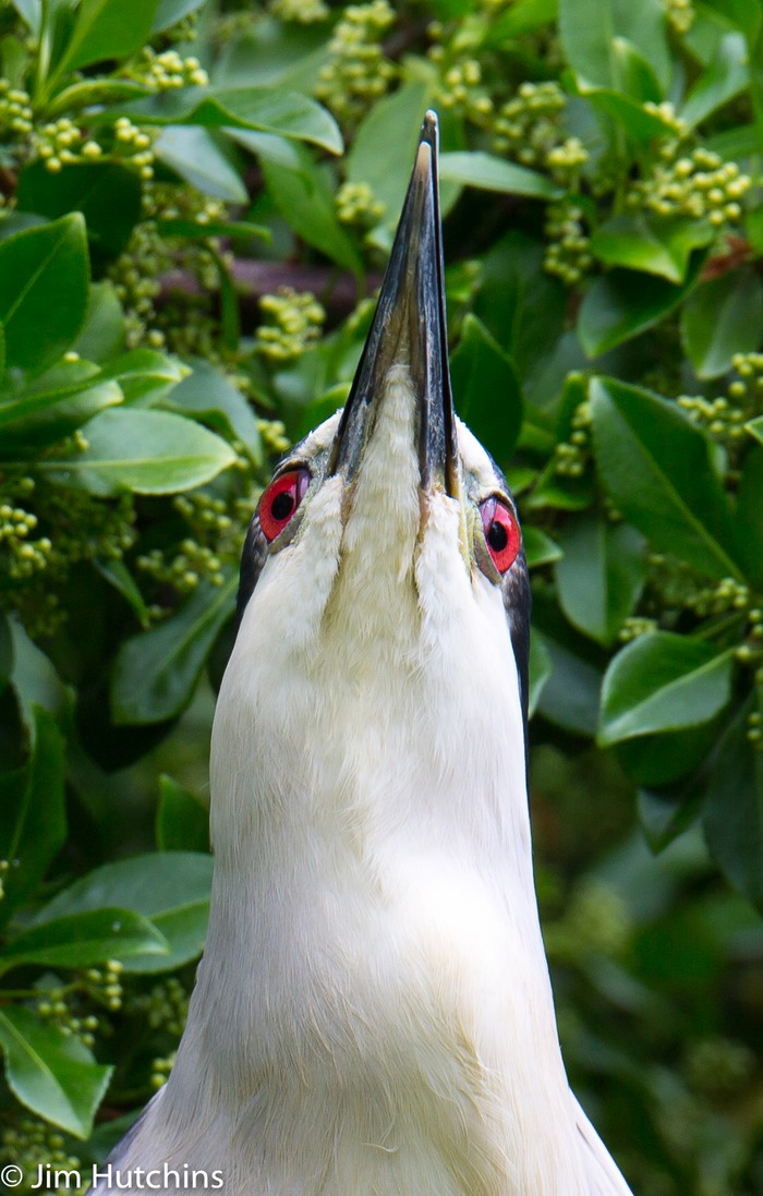 Night Heron