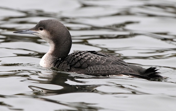 Black-throated Diver