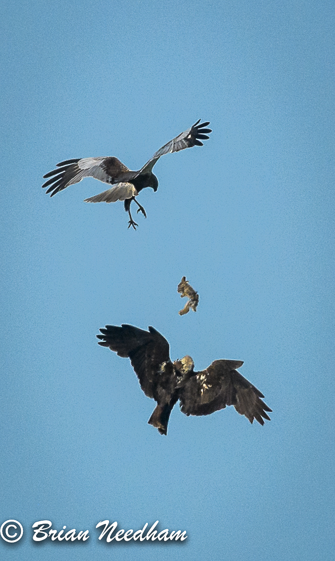 Marsh Harrier