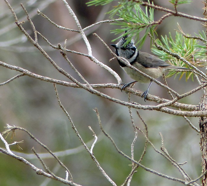 Crested Tit