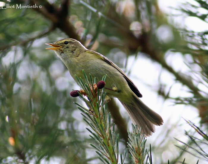 Iberian Chiffchaff
