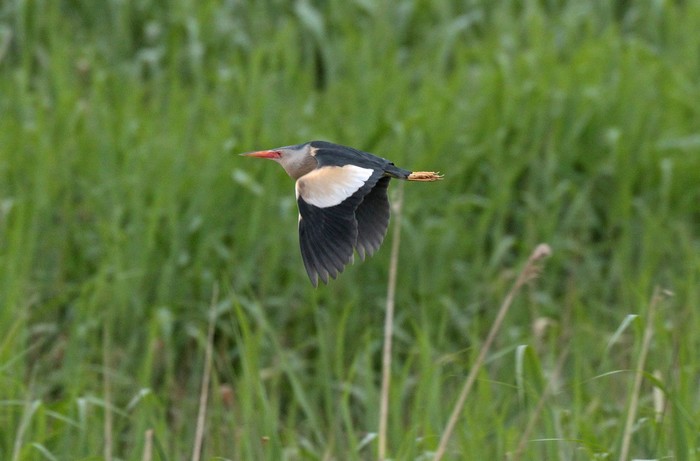 Little Bittern
