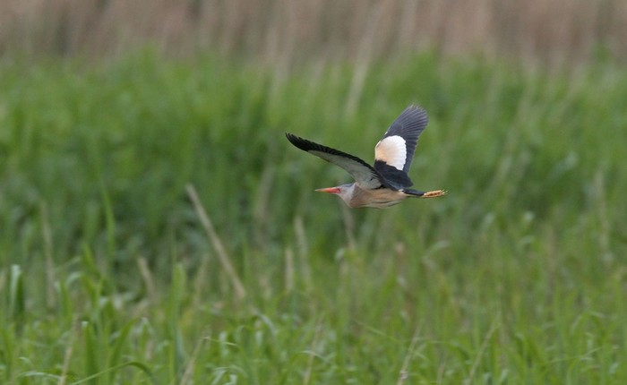 Little Bittern