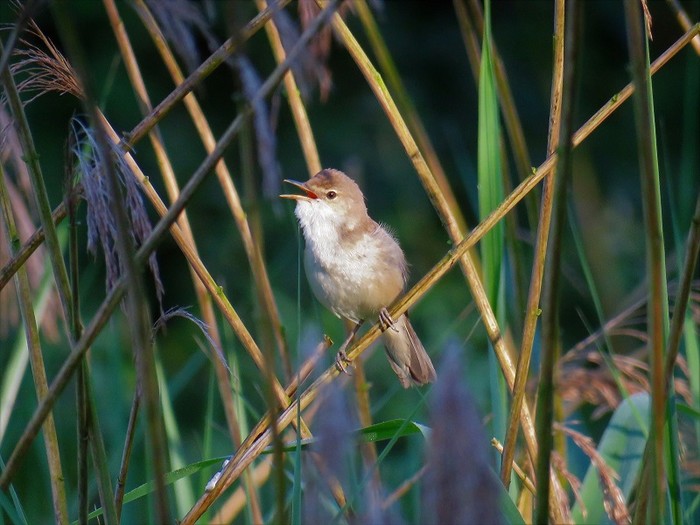 Reed Warbler