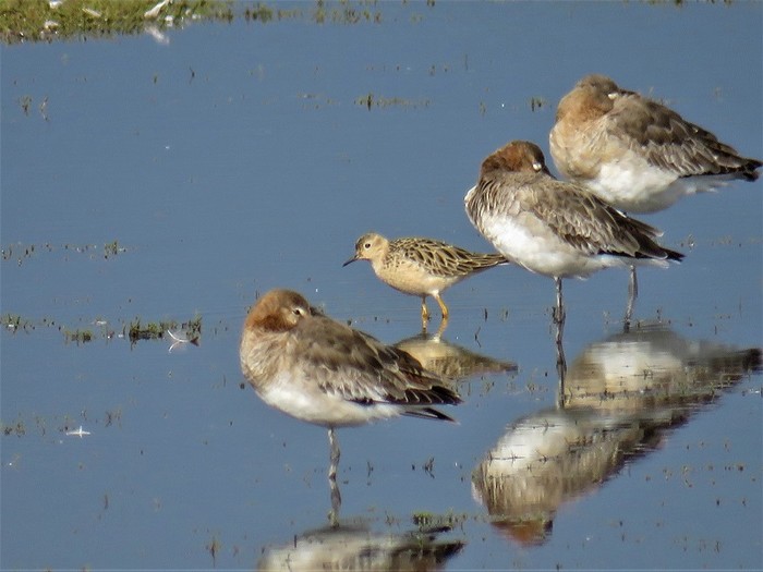 Buff-breasted Sandpiper