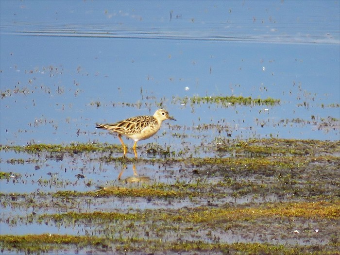 Buff-breasted Sandpiper