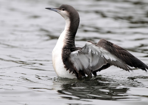 Black-throated Diver