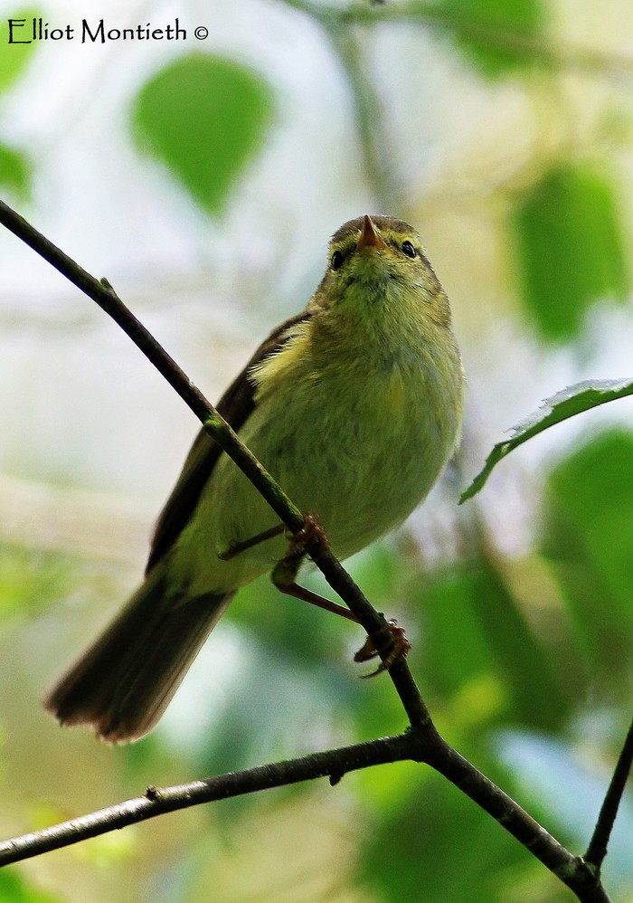 Iberian Chiffchaff