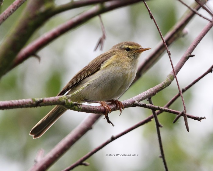 Iberian Chiffchaff