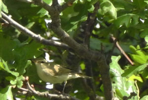 Greenish Warbler