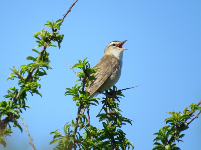 Sedge Warbler