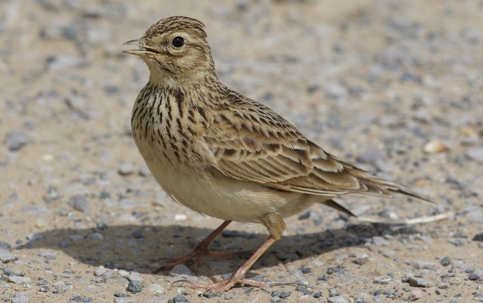Skylark