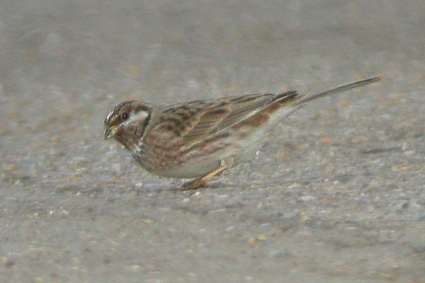 Pine Bunting