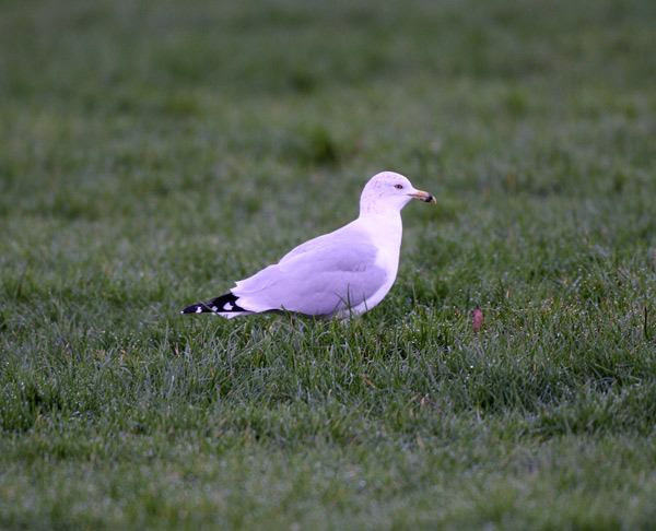 Ring-billed Gull