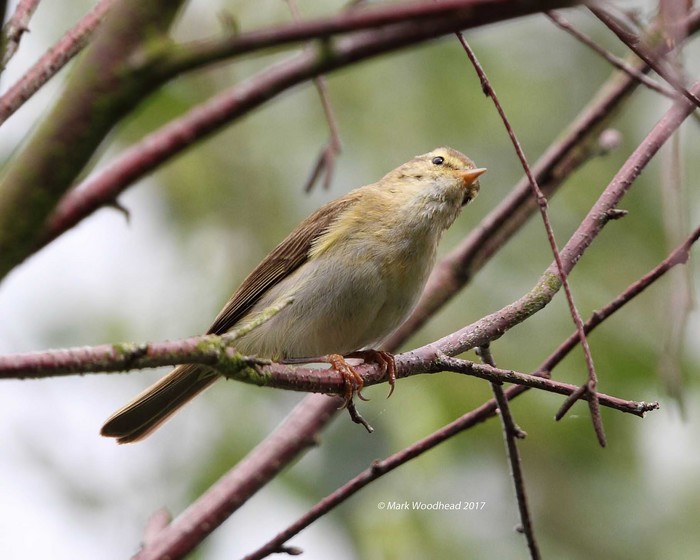Iberian Chiffchaff