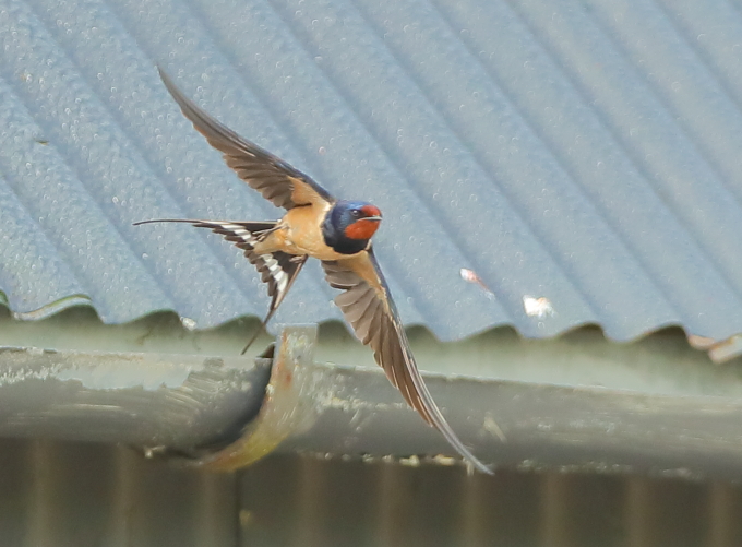 Swallow