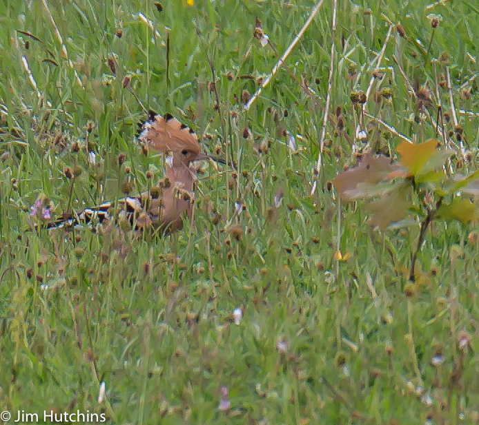 Hoopoe