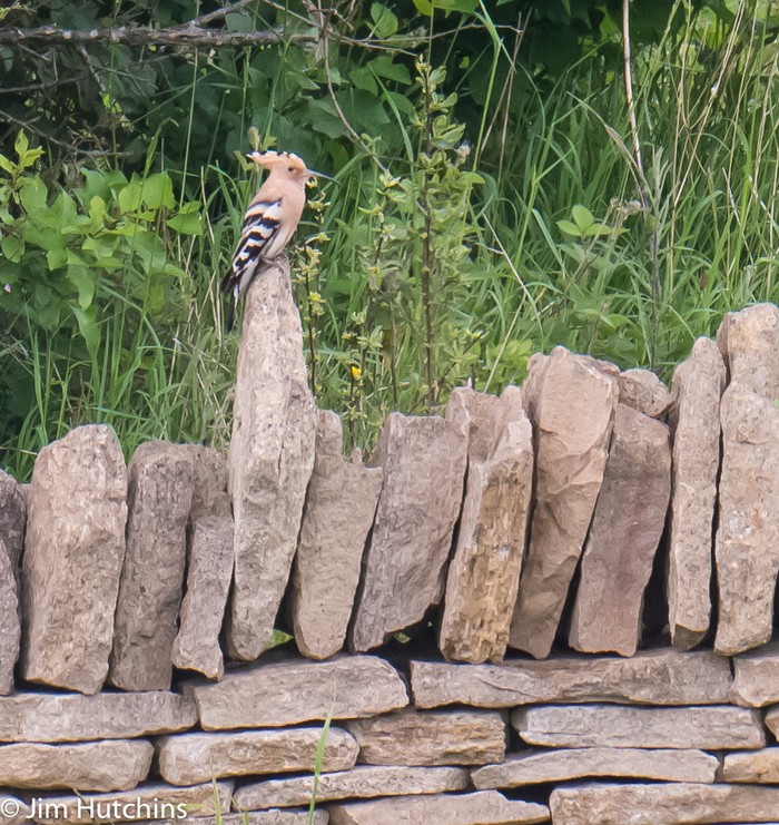 Hoopoe