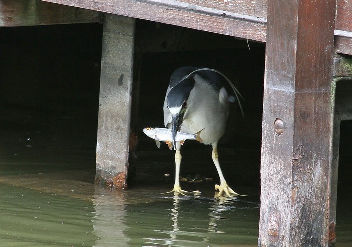 Night Heron