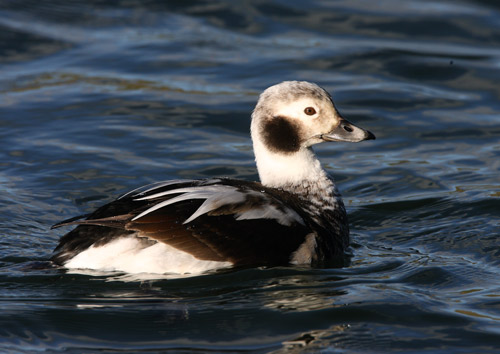Long-tailed Duck