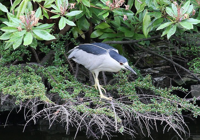 Night Heron