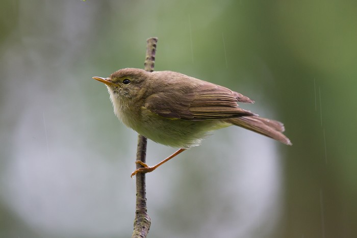 Iberian Chiffchaff