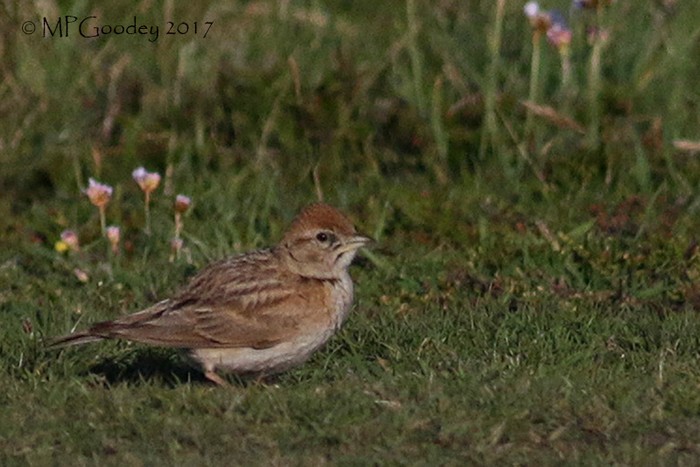 Short-toed Lark