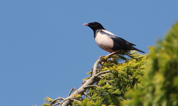 Rose-coloured Starling