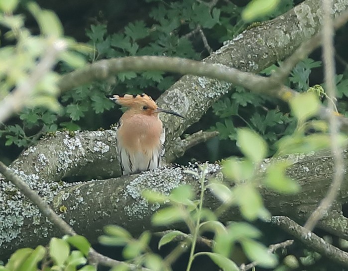 Hoopoe