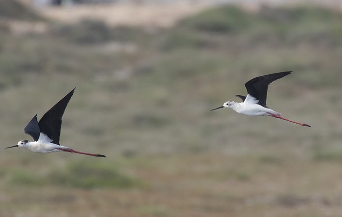 Black-winged Stilt
