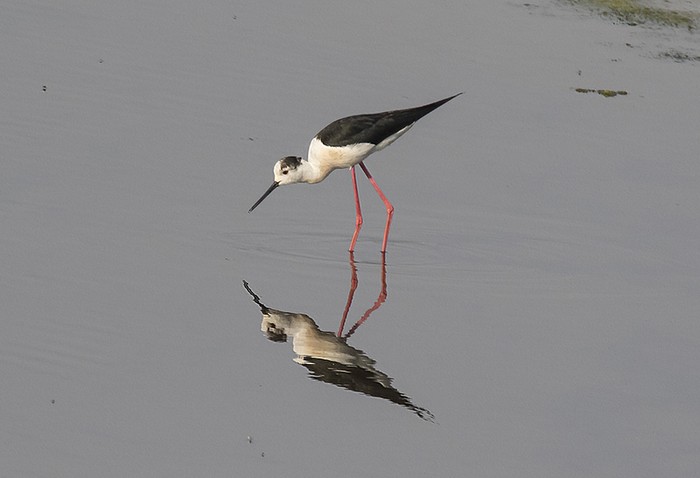 Black-winged Stilt