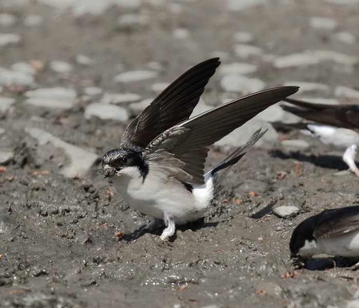 House Martin