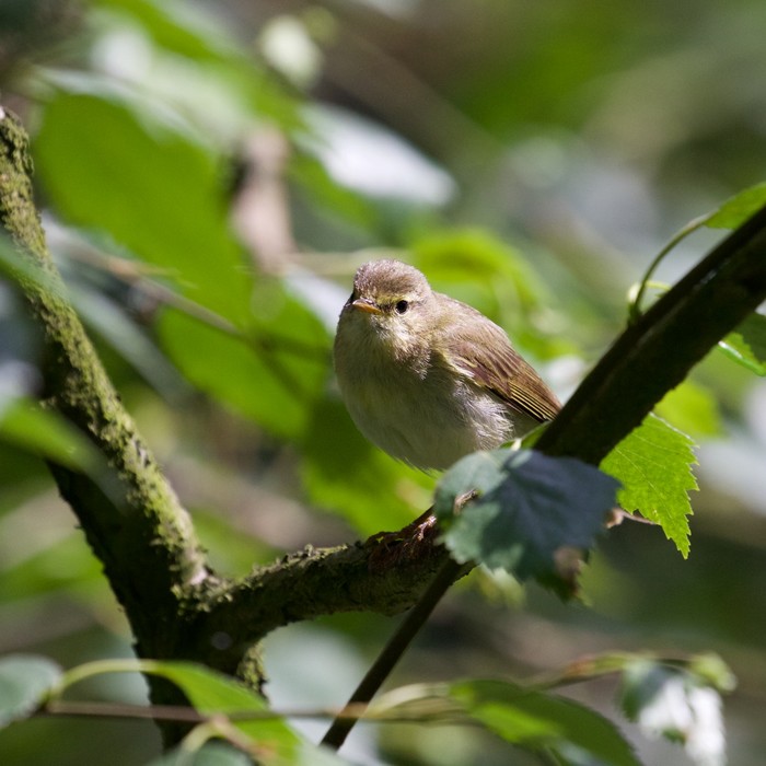 Iberian Chiffchaff