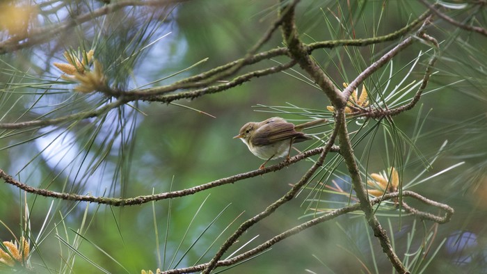Iberian Chiffchaff