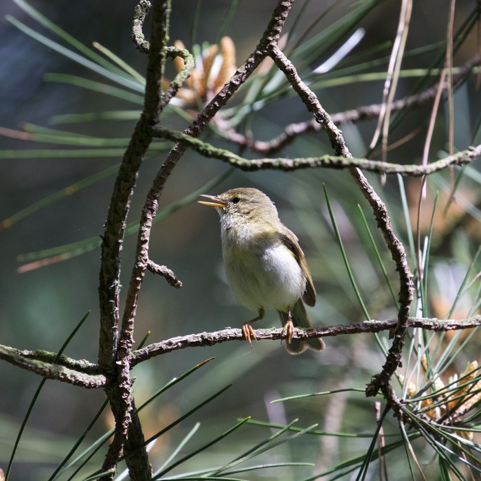 Iberian Chiffchaff