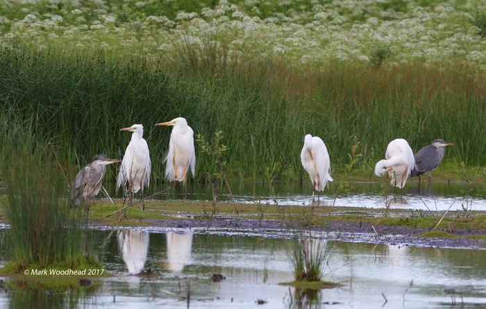 Great White Egret