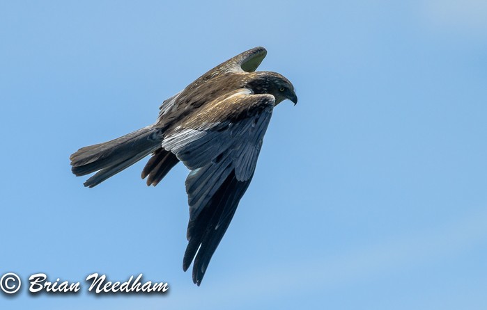 Marsh Harrier
