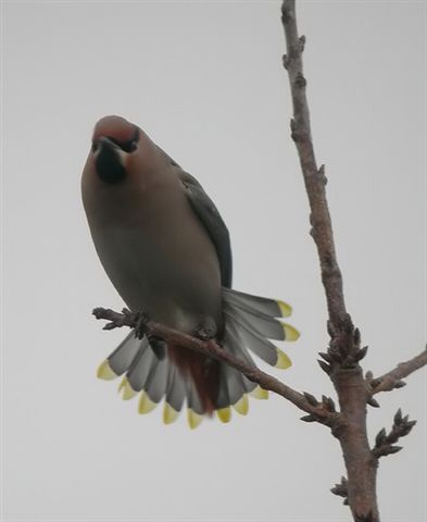 Waxwing
