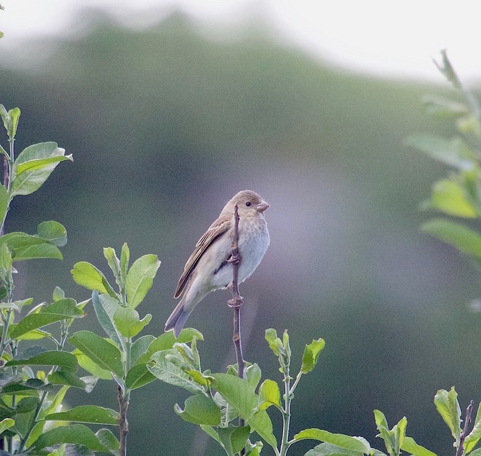 Common Rosefinch