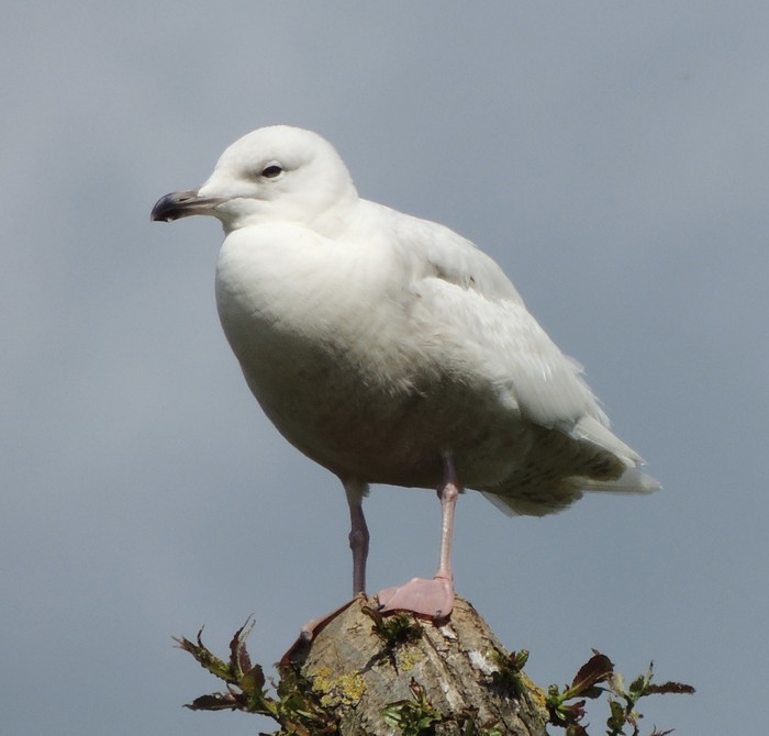 Iceland Gull