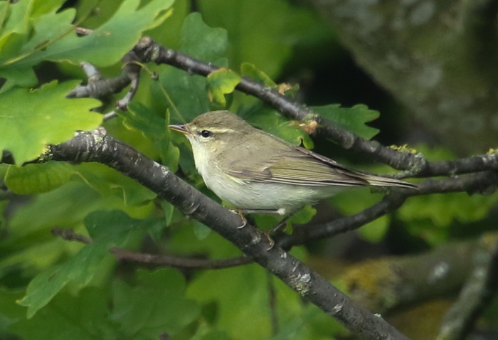 Greenish Warbler