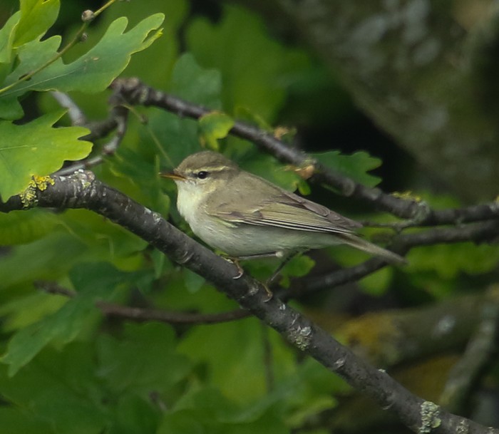 Greenish Warbler