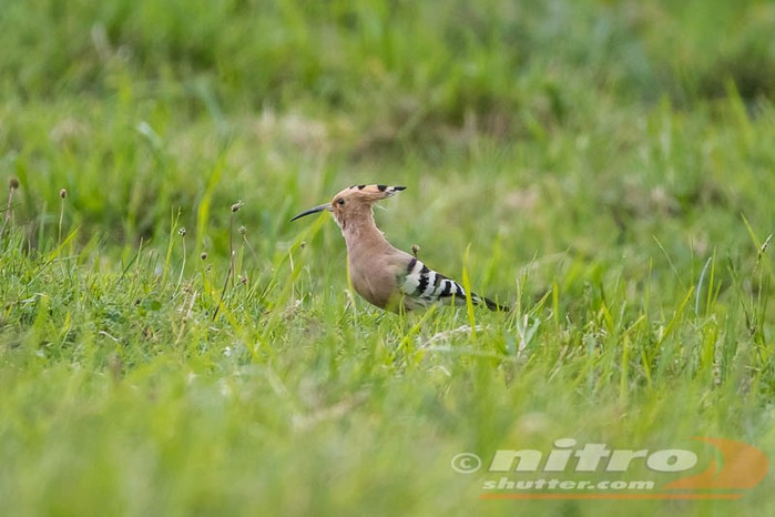 Hoopoe
