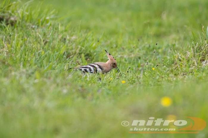 Hoopoe